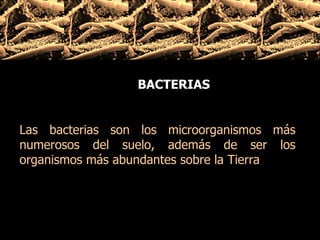 Las bacterias son los microorganismos más numerosos del suelo, además de ser los organismos más abundantes sobre la Tierra  BACTERIAS 