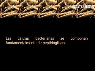 Las células bacterianas se componen fundamentalmente de peptidoglicano  BACTERIAS 