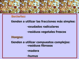 Bacterias: tienden a utilizar las fracciones más simples: -exudados radiculares  -residuos vegetales frescos  Hongos: tienden a utilizar compuestos complejos:  -residuos fibrosos -madera  -humus 