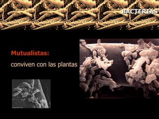 Mutualistas: conviven con las plantas  BACTERIAS 
