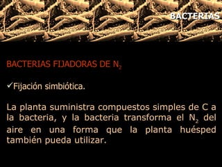 BACTERIAS FIJADORAS DE N 2 Fijación simbiótica.  La planta suministra compuestos simples de C a la bacteria, y la bacteria transforma el N 2  del aire en una forma que la planta huésped también pueda utilizar.  BACTERIAS 