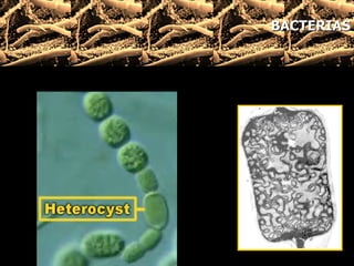 BACTERIAS 