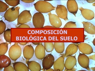 COMPOSICIÓN BIOLÓGICA DEL SUELO  
