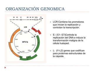 Biología del Virus del Papiloma Humano