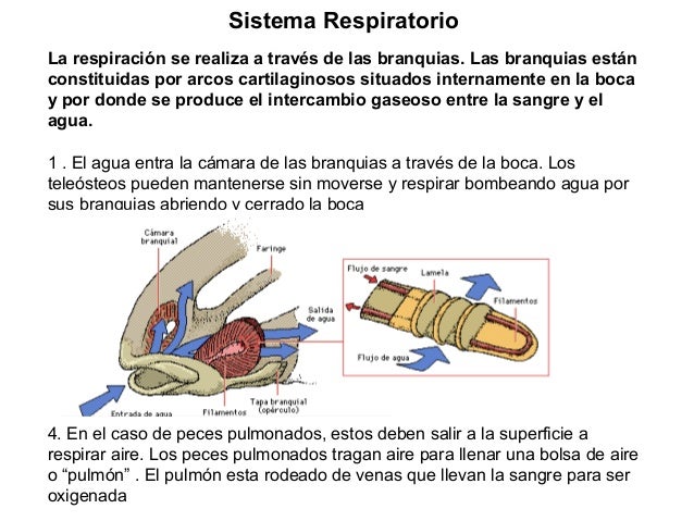 Biologia de peces