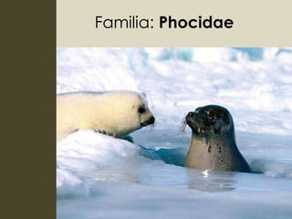 Familia: Phocidae
 