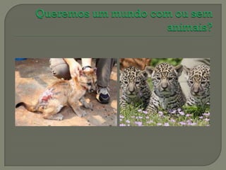 Biologia desmatamento