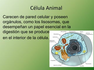 Célula Animal 
Carecen de pared celular y poseen 
orgánulos, como los lisosomas, que 
desempeñan un papel esencial en la 
digestión que se produce 
en el interior de la célula. 
 