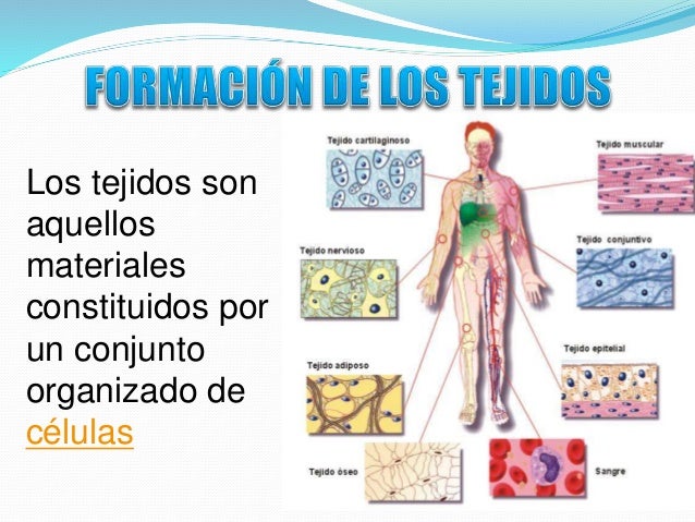 Los ejercicios muy eficaces para el adelgazamiento del vídeo