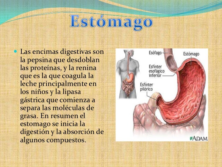 Que Es El Estomago Y Su Funcion Para Ninos Sitios Online Para Adultos