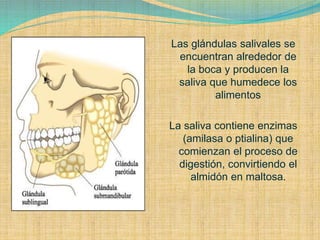 Las glándulas salivales se
encuentran alrededor de
la boca y producen la
saliva que humedece los
alimentos
La saliva contiene enzimas
(amilasa o ptialina) que
comienzan el proceso de
digestión, convirtiendo el
almidón en maltosa.
 