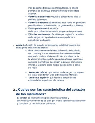 más pequeños bronquios extralobulillares, la arteria
                pulmonar se distribuye exclusivamente por el epitelio
                alveolar.
                Ventrículo izquierdo: impulsa la sangre hacia toda la
                periferia del cuerpo.
                Ventrículo derecho:solamente lo hace hacia los pulmones,
                permitiendo así el intercambio de gases en los pulmones.
                Venas pulmonares:La función
                de la vena pulmonar es traer la sangre de los pulmones.
                Válvulas semilunares: Se abren por la presión de salida
                de la sangre, sin ayuda de músculos papilares ni
                estructuras tendinosas.

   Aorta: La función de la aorta es transportar y distribuir sangre rica
    en oxígeno a todas esas arterias.
                Nace directamente de la base del ventrículo izquierdo
                del corazón y, formando un arco llamado arco aórtico,
                desciende hacia el abdomen donde, a la altura de la
                IV vértebra lumbar, se bifurca en dos arterias, las ilíacas
                comunes o primitivas, que irrigan la pelvis y el miembro
                inferior, y la arteria sacra media, que se dirige a parte
                del recto.

                 vena cava inferior: que transporta la sangre procedente
                del tórax, el abdomen y las extremidades inferiores
                 vena cava superior: que recibe la sangre de las
                extremidades superiores y la cabeza.



2. ¿Cuales  son las característica del corazón
    de los mamíferos?
    El corazón de los mamíferos presenta dos aurículas y
    dos ventrículos como el de las aves por lo cual tienen circulación doble
    y completa. La respiración es pulmonar.
 