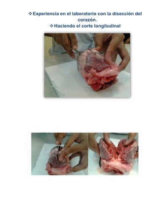  Experiencia en el laboratorio con la disección del
                       corazón.
          Haciendo el corte longitudinal
 