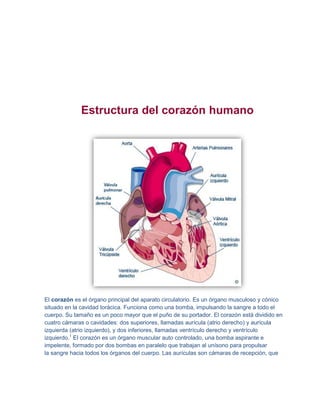 Estructura del corazón humano




El corazón es el órgano principal del aparato circulatorio. Es un órgano musculoso y cónico
situado en la cavidad torácica. Funciona como una bomba, impulsando la sangre a todo el
cuerpo. Su tamaño es un poco mayor que el puño de su portador. El corazón está dividido en
cuatro cámaras o cavidades: dos superiores, llamadas aurícula (atrio derecho) y aurícula
izquierda (atrio izquierdo), y dos inferiores, llamadas ventrículo derecho y ventrículo
izquierdo.1 El corazón es un órgano muscular auto controlado, una bomba aspirante e
impelente, formado por dos bombas en paralelo que trabajan al unísono para propulsar
la sangre hacia todos los órganos del cuerpo. Las aurículas son cámaras de recepción, que
 
