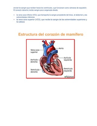 envían la sangre que reciben hacia los ventrículos, que funcionan como cámaras de expulsión.
El corazón derecho recibe sangre poco oxigenada desde:

   la vena cava inferior (VCI), que transporta la sangre procedente del tórax, el abdomen y las
    extremidades inferiores
   la vena cava superior (VCS), que recibe la sangre de las extremidades superiores y
    la cabeza




      Estructura del corazón de mamífero
 