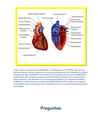 AVES: Tienen un corazón con 4 CAVIDADES: 2 AURÍCULAS y 2 VENTRÍCULOS. No hay
mezcla de sangre venosa y arterial en el corazón los glóbulos rojos son nucleados. El corazón
presenta arco aórtico DERECHO. El Corazón de las Aves tiene una estructura ASIMÉTRICA,
puesto que el lado izquierdo es mayor que el lado derecho. El cayado de la aorta se inclina
hacia la derecha y da nacimiento a dos troncos braquiocefálicos. La circulación es DOBLE y
COMPLETA. Además poseen una poderosa LÁMINA MUSCULAR, en lugar de una válvula
auriculoventriculares; las paredes de los ventrículos son lisos y la válvula auriculoventriculares
es tricúspide




                                   Preguntas.
 