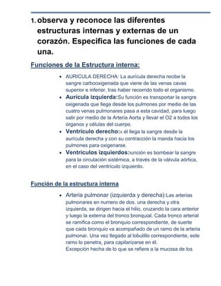1. observay reconoce las diferentes
  estructuras internas y externas de un
  corazón. Especifica las funciones de cada
  una.
Funciones de la Estructura interna:
            AURICULA DERECHA: La aurícula derecha recibe la
            sangre carbooxigenada que viene de las venas cavas
            superior e inferior, tras haber recorrido todo el organismo.
            Aurícula izquierda:Su función es transportar la sangre
            oxigenada que llega desde los pulmones por medio de las
            cuatro venas pulmonares pasa a esta cavidad, para luego
            salir por medio de la Arteria Aorta y llevar el O2 a todos los
            órganos y células del cuerpo.
            Ventrículo derecho:A él llega la sangre desde la
            aurícula derecha y con su contracción la manda hacia los
            pulmones para oxigenarse.
            Ventrículos izquierdos:función es bombear la sangre
            para la circulación sistémica, a través de la válvula aórtica,
            en el caso del ventrículo izquierdo.


Función de la estructura interna
            Arteria pulmonar (izquierda y derecha):Las arterias
            pulmonares en numero de dos, una derecha y otra
            izquierda, se dirigen hacia el hilio, cruzando la cara anterior
            y luego la externa del tronco bronquial. Cada tronco arterial
            se ramifica como el bronquio correspondiente, de suerte
            que cada bronquio va acompañado de un ramo de la arteria
            pulmonar. Una vez llegado al lobulillo correspondiente, este
            ramo lo penetra, para capilarizarse en él.
            Excepción hecha de lo que se refiere a la mucosa de los
 