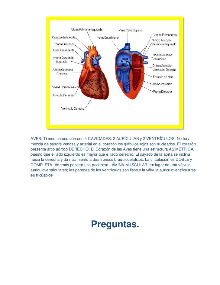 Biologia(diseccion del corazon)