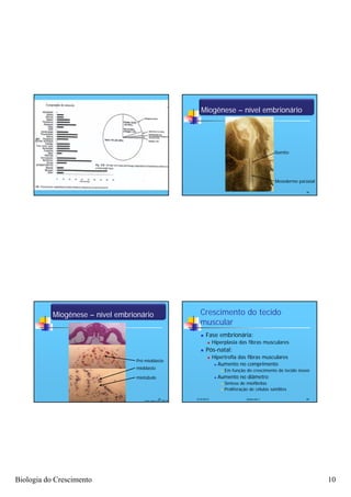 Miogênese – nível embrionário




                                                                                                                      Somito




                                                                                                                      Mesoderme paraxial

                                                                                                                                    38




           Miogênese – nível embrionário                                Crescimento do tecido
                                                                        muscular
                                                                           Fase embrionária:
                                                                                 Hiperplasia das fibras musculares
                                                                           Pós-natal:
                                                                             ós ata
                                                                                 Hipertrofia das fibras musculares
                                   Pré-mioblasto
                                                                                    Aumento no comprimento
                                   mioblasto
                                                                                           Em função do crescimento do tecido ósseo
                                   miotúbulo                                          Aumento no diâmetro
                                                                                           Síntese de miofibrilas
                                                                                           Proliferação de células satélites

                                                     39
                                      Fonte: Lopes et al., GMB 2000
                                                                      4/16/2012                        Zootecnia I                  40




Biologia do Crescimento                                                                                                                    10
 