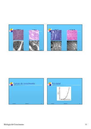 9 dias E                 17 dias E                              1 dias PE                 42 dias PE




                                                           Fonte: 41
                                                                  Patricio,                                                  42
                                                           2008




            Curvas de crescimento                                               Pré-natal




          4/16/2012              Zootecnia I                      43          4/16/2012           Zootecnia I                44




Biologia do Crescimento                                                                                                           11
 