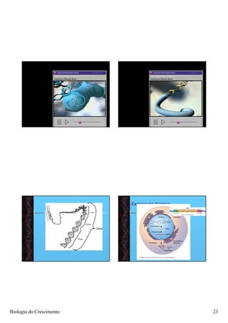 Expressão Gênica




Biologia do Crescimento                      23
 