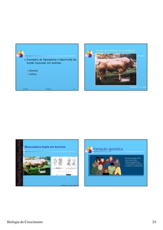 Bovino com fenótipo de musculatura
                                                                                     dupla


               Exemplos de hiperplasia e hipertrofia do
                tecido muscular em animais.

                     Bovinos
                     Suínos




                                                                                                                  Castelhano, E. C., 2000
          4/16/2012             Zootecnia I                           93




             Musculatura dupla em bovinos
                                                                                    Variação genética




                                              McPherron et al., Nature e PNAS 199




Biologia do Crescimento                                                                                                                     24
 