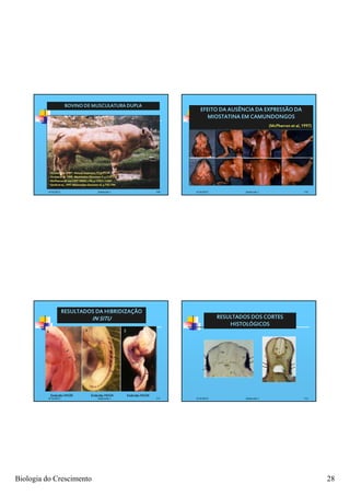 BOVINO DE MUSCULATURA DUPLA
                                                                                         EFEITO DA AUSÊNCIA DA EXPRESSÃO DA
                                                                                            MIOSTATINA EM CAMUNDONGOS
                                                                                                                                (McPherron et al, 1997)




          •Grobet et al. 1997. Nature Genetics v.17, p.71-74
          •Grobet et al. 1998. Mammalian Genome v.9, p.210-213
          •McPherron & Lee,1997 PNAS, v.94, p.12457-12461
          •Smith et al., 1997 Mammalian Genome v.8, p.742-744

          4/16/2012                            Zootecnia I                      109   4/16/2012                   Zootecnia I                     110




                      RESULTADOS DA HIBRIDIZAÇÃO
                                          IN SITU                                                 RESULTADOS DOS CORTES
                                                                                                      HISTOLÓGICOS



                                                                                                                                   TN
                                                                                                   TN
                                                                                                             ST                     NC
                                                                                                                                         ST
                                                                                                        NC




           Embrião HH20                   Embrião HH24           Embrião HH24
          4/16/2012                            Zootecnia I                      111   4/16/2012                   Zootecnia I                     112




Biologia do Crescimento                                                                                                                                   28
 