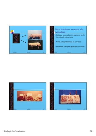 Gene Halotano: receptor de
                                                 ryanodina.
                                                   Mutação associada com aumento na %
                                                    de músculo na carcaça.

                                                   Maior susceptibilidade ao estresse.

                                                   Associado com pior qualidade de carne.


          4/16/2012       Zootecnia I   113   4/16/2012            Zootecnia I            114




          4/16/2012       Zootecnia I   115   4/16/2012            Zootecnia I            116




Biologia do Crescimento                                                                         29
 