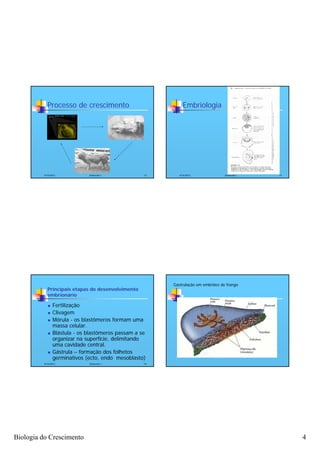 Processo de crescimento                           Embriologia




          4/16/2012           Zootecnia I           13      4/16/2012              Zootecnia I   14




                                                         Gastrulação em embriões de frango
            Principais etapas do desenvolvimento
            embrionário

               Fertilização
               Clivagem
               Mórula - os blastômeros formam uma
                massa celular.
               Blástula - os blastômeros passam a se
                organizar na superfície, delimitando
                uma cavidade central.
               Gástrula – formação dos folhetos
                germinativos (ecto, endo mesoblasto)
          4/16/2012           Zootecnia I           15




Biologia do Crescimento                                                                               4
 