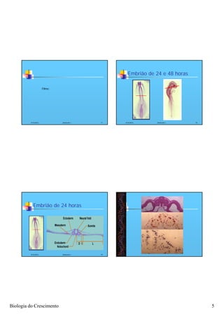 Embrião de 24 e 48 horas

                      Filme:




          4/16/2012            Zootecnia I   17   4/16/2012    Zootecnia I     18




            Embrião de 24 horas




          4/16/2012            Zootecnia I   19




Biologia do Crescimento                                                             5
 