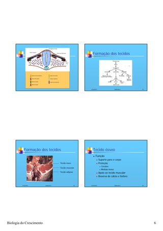 Ectoderma Dorsal


                      Nível Torácico
                                                                             Nível dos Membros
                                                                                                             Formação dos tecidos

                                                    TN

                                                    NC




                          Células do dermomiótomo           Lábio dorso-medial


                          Lábio ventro-lateral              Células migratórias


                          Miótomo hipaxial
                                                            Células do esclerótomo

                          Miótomo epaxial




                                                                                                           4/16/2012                       Zootecnia I   22




            Formação dos tecidos                                                                             Tecido ósseo
                                                                                                                Função
                                                                                                                      Suporte para o corpo
                                                                                     Tecido ósseo                     Proteção
                                                                                                                           Cérebro
                                                                                     Tecido muscular
                                                                                                                           Medula óssea
                                                                                     Tecido adiposo                   Apoio ao tecido muscular
                                                                                                                      Reserva de cálcio e fósforo


          4/16/2012                                 Zootecnia I                                       23   4/16/2012                       Zootecnia I   24




Biologia do Crescimento                                                                                                                                       6
 