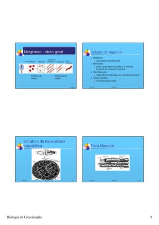 Miogênese - visão geral                                                               Células do músculo
                                                                                                      Mioblastos:
                                              Alinhamento
                                                                       Fibra                             capacidade de proliferação
               Pré-mioblastos   Mioblastos    mioblastos  Miotúbulos
                                                                       muscular
                                                                                                      Miotúbulos:
                                                                                                         perde capacidade de proliferar e sintetiza

                                                                                                          proteínas de contração muscular
                                                                                                      Fibra Muscular:
                                                                                                         célula diferenciada capaz de contração muscular
                       Proliferação                    Diferenciação
                       celular                         celular                                        Células satélites:
                                                                                                         crescimento pós-natal




                                                                                33
                                                                          Fonte: Gilbert, 2006
                                                                                                 4/16/2012                Zootecnia I                   34




            Estrutura da musculatura
            esquelética                                                                            Fibra Muscular




          4/16/2012                      Zootecnia I                            35               4/16/2012                Zootecnia I                   36




Biologia do Crescimento                                                                                                                                      9
 
