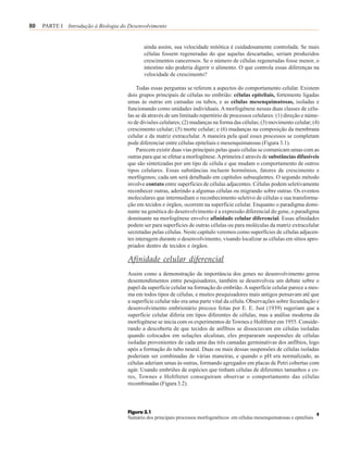80   PARTE I Introdução à Biologia do Desenvolvimento


                                             ainda assim, sua velocidade mitótica é cuidadosamente controlada. Se mais
                                             células fossem regeneradas do que aquelas descartadas, seriam produzidos
                                             crescimentos cancerosos. Se o número de células regeneradas fosse menor, o
                                             intestino não poderia digerir o alimento. O que controla essas diferenças na
                                             velocidade de crescimento?

                                          Todas essas perguntas se referem a aspectos do comportamento celular. Existem
                                      dois grupos principais de células no embrião: células epiteliais, fortemente ligadas
                                      umas às outras em camadas ou tubos, e as células mesenquimatosas, isoladas e
                                      funcionando como unidades individuais. A morfogênese nessas duas classes de célu-
                                      las se dá através de um limitado repertório de processos celulares: (1) direção e núme-
                                      ro de divisões celulares; (2) mudanças na forma das células; (3) movimento celular; (4)
                                      crescimento celular; (5) morte celular; e (6) mudanças na composição da membrana
                                      celular e da matriz extracelular. A maneira pela qual esses processos se completam
                                      pode diferenciar entre células epiteliais e mesenquimatosas (Figura 3.1).
                                          Parecem existir duas vias principais pelas quais células se comunicam umas com as
                                      outras para que se efetue a morfogênese. A primeira é através de substâncias difusíveis
                                      que são sintetizadas por um tipo de célula e que mudam o comportamento de outros
                                      tipos celulares. Essas substâncias incluem hormônios, fatores de crescimento e
                                      morfógenos; cada um será detalhado em capítulos subseqüentes. O segundo método
                                      involve contato entre superfícies de células adjacentes. Células podem seletivamente
                                      reconhecer outras, aderindo a algumas células ou migrando sobre outras. Os eventos
                                      moleculares que intermediam o reconhecimento seletivo de células e sua transforma-
                                      ção em tecidos e órgãos, ocorrem na superfície celular. Enquanto o paradigma domi-
                                      nante na genética do desenvolvimento é a expressão diferencial do gene, o paradigma
                                      dominante na morfogênese envolve afinidade celular diferencial. Essas afinidades
                                      podem ser para superfícies de outras células ou para moléculas da matriz extracelular
                                      secretadas pelas células. Neste capítulo veremos como superfícies de células adjacen-
                                      tes interagem durante o desenvolvimento, visando localizar as células em sítios apro-
                                      priados dentro de tecidos e órgãos.

                                      Afinidade celular diferencial
                                      Assim como a demonstração da importância dos genes no desenvolvimento gerou
                                      desentendimentos entre pesquisadores, também se desenvolveu um debate sobre o
                                      papel da superfície celular na formação do embrião. A superfície celular parece a mes-
                                      ma em todos tipos de células, e muitos pesquisadores mais antigos pensavam até que
                                      a superfície celular não era uma parte vital da célula. Observações sobre fecundação e
                                      desenvolvimento embrionário precoce feitas por E. E. Just (1939) sugeriam que a
                                      superfície celular diferia em tipos diferentes de células, mas a análise moderna da
                                      morfogênese se inicia com os experimentos de Townes e Holtfreter em 1955. Conside-
                                      rando a descoberta de que tecidos de anfíbios se dissociavam em células isoladas
                                      quando colocados em soluções alcalinas, eles prepararam suspensões de células
                                      isoladas provenientes de cada uma das três camadas germinativas dos anfíbios, logo
                                      após a formação do tubo neural. Duas ou mais dessas suspensões de células isoladas
                                      poderiam ser combinadas de várias maneiras, e quando o pH era normalizado, as
                                      células aderiam umas às outras, formando agregados em placas de Petri cobertas com
                                      agár. Usando embriões de espécies que tinham células de diferentes tamanhos e co-
                                      res, Townes e Holtfreter conseguiram observar o comportamento das células
                                      recombinadas (Figura 3.2).



                                      Figura 3.1                                                                                ±
                                      Sumário dos principais processos morfogenéticos em células mesenquimatosas e epiteliais
 