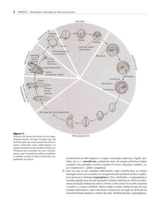 4    PARTE I Introdução à Biologia do Desenvolvimento




                                          Esperma-
                                          tozóide
                                                                      Mórula
                                                                                       Blástula
                                                      Oócito           Local das células
                                                                       embrionárias
                                             Célula germinativa
                                             (“Germ plasm”)
                 Esperma-                                                                  Blastocele
                  tozóide
                  (gameta                Oócito
                masculino)               (gameta
                                         feminino)
                                 GAMETOGÊNESE
                                       Adulto
                                       sexualmente maduro
                                                                                                                     Blastóporo
                                                                                                         Ectoderma
                             Gônada
                                                                                                  Mesoderma

                                      Estágios
                                                                                                   Endoderma
                                      larvais
                                      imaturos




                               INCUBAÇÃO (NASCIMENTO)




Figura 1.1
Histórico do desenvolvimento de um repre-
sentante animal, um sapo. Estágios que vão
da fertilização até o nascimento são coletiva-
mente conhecidos como embriogênese. As
regiões responsáveis por produzir células em-
brionárias são mostradas em cores. Gameto-
gênese, que é completa no adulto sexualmen-
te maduro, começa em épocas diferentes, de-
pendendo da espécie.                                       revestimento do tubo digestivo e órgãos associados (pâncreas, fígado, pul-
                                                           mões, etc.); e o mesoderma, camada do meio, dá origem a diversos órgãos
                                                           (coração, rins, gônadas), tecidos conjuntivos (ossos, músculos, tendões, va-
                                                           sos sangüíneos) e células sangüíneas.
                                                        3. Uma vez que as três camadas embrionárias estão estabelecidas, as células
                                                           interagem umas com as outras e se reorganizam para produzir tecidos e órgãos.
                                                           Esse processo é chamado organogênese. (Nos vertebrados, a organogênese é
                                                           iniciada quando uma série de interações celulares induzem as células ectodér-
                                                           micas da porção mediana do dorso a formar o tubo neural. Esse tubo originará
                                                           o cérebro e a coluna vertebral). Muitos órgãos contêm células de mais de uma
                                                           camada embrionária, e não é incomum o exterior de um órgão ser derivado de
                                                           uma determinada camada e o interior de outra. Também durante a organogênese,
 