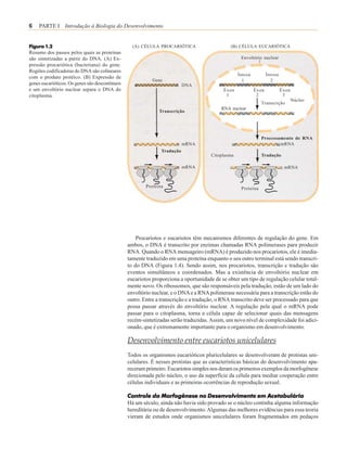 6   PARTE I Introdução à Biologia do Desenvolvimento


Figura 1.2                                        (A) CÉLULA PROCARIÓTICA                     (B) CÉLULA EUCARIÓTICA
Resumo dos passos pelos quais as proteínas
são sintetizadas a partir do DNA. (A) Ex-                                                          Envoltório nuclear
pressão procariótica (bacteriana) do gene.
Regiões codificadoras do DNA são colineares
                                                                                                  Íntron          Íntron
com o produto protéico. (B) Expressão de
                                                           Gene                                     1               2
genes eucarióticos. Os genes são descontínuos                             DNA
e um envoltório nuclear separa o DNA do                                                    Éxon            Éxon            Éxon
citoplasma.                                                                                 1               2               3
                                                                                                                                  Núcleo
                                                                                                              Transcrição
                                                                                          RNA nuclear
                                                              Transcrição




                                                                                                              Processamento de RNA
                                                                          mRNA                                        mRNA
                                                               Tradução
                                                                                     Citoplasma               Tradução

                                                                          mRNA                                              mRNA



                                                        Proteína                                   Proteína




                                                    Procariotos e eucariotos têm mecanismos diferentes de regulação do gene. Em
                                                ambos, o DNA é transcrito por enzimas chamadas RNA polimerases para produzir
                                                RNA. Quando o RNA mensageiro (mRNA) é produzido nos procariotos, ele é imedia-
                                                tamente traduzido em uma proteína enquanto o seu outro terminal está sendo transcri-
                                                to do DNA (Figura 1.4). Sendo assim, nos procariotos, transcrição e tradução são
                                                eventos simultâneos e coordenados. Mas a existência de envoltório nuclear em
                                                eucariotos proporciona a oportunidade de se obter um tipo de regulação celular total-
                                                mente novo. Os ribossomos, que são responsáveis pela tradução, estão de um lado do
                                                envoltório nuclear, e o DNA e a RNA polimerase necessária para a transcrição estão do
                                                outro. Entre a transcrição e a tradução, o RNA transcrito deve ser processado para que
                                                possa passar através do envoltório nuclear. A regulação pela qual o mRNA pode
                                                passar para o citoplasma, torna a célula capaz de selecionar quais das mensagens
                                                recém-sintetizadas serão traduzidas. Assim, um novo nível de complexidade foi adici-
                                                onado, que é extremamente importante para o organismo em desenvolvimento.

                                                Desenvolvimento entre eucariotos unicelulares
                                                Todos os organismos eucarióticos pluricelulares se desenvolveram de protistas uni-
                                                celulares. É nesses protistas que as características básicas do desenvolvimento apa-
                                                receram primeiro. Eucariotos simples nos deram os primeiros exemplos da morfogênese
                                                direcionada pelo núcleo, o uso da superfície da célula para mediar cooperação entre
                                                células individuais e as primeiras ocorrências de reprodução sexual.

                                                Controle da Morfogênese no Desenvolvimento em Acetabulária
                                                Há um século, ainda não havia sido provado se o núcleo continha alguma informação
                                                hereditária ou de desenvolvimento. Algumas das melhores evidências para essa teoria
                                                vieram de estudos onde organismos unicelulares foram fragmentados em pedaços
 
