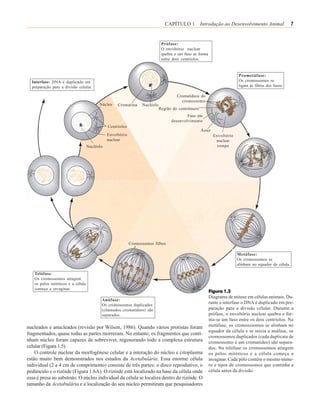 CAPÍTULO 1 Introdução ao Desenvolvimento Animal                          7


                                                                             Prófase:
                                                                             O envoltório nuclear
                                                                             quebra e um fuso se forma
                                                                             entre dois centríolos.


                                                                                                                        Prometáfase:
  Interfase: DNA é duplicado em                                                                                         Os cromossomos se
  preparação para a divisão celular.                                                                                    ligam às fibras dos fusos.

                                                                                     Cromatídeos do
                                                                                       cromossomo
                                         Núcleo    Cromatina     Nucléolo
                                                                            Região do centrômero
                                                                                          Fuso em
                                                                                  desenvolvimento
                                              Centríolos
                                                                                                   Áster
                                              Envoltório                                                   Envoltório
                                              nuclear                                                       nuclear
                                   Nucléolo                                                                  rompe




                                                           Cromossomos filhos

                                                                                                                        Metáfase:
                                                                                                                        Os cromossomos se
                                                                                                                        alinham no equador da célula.

   Telófase:
   Os cromossomos atingem
   os pólos mitóticos e a célula
   começa a invaginar.
                                                                                                         Figura 1.3
                                                                                                         Diagrama de mitose em células animais. Du-
                                          Anáfase:
                                          Os cromossomos duplicados
                                                                                                         rante a interfase o DNA é duplicado em pre-
                                          (chamados cromatídeos) são                                     paração para a divisão celular. Durante a
                                          separados.                                                     prófase, o envoltório nuclear quebra e for-
                                                                                                         ma-se um fuso entre os dois centríolos. Na
nucleados e anucleados (revisão por Wilson, 1986). Quando vários protistas foram                         metáfase, os cromosssomos se alinham no
                                                                                                         equador da célula e se inicia a anáfase, os
fragmentados, quase todas as partes morreram. No entanto, os fragmentos que conti-
                                                                                                         cromossomos duplicados (cada duplicata de
nham núcleo foram capazes de sobreviver, regenerando todo a complexa estrutura                           cromossomo é um cromatídeo) são separa-
celular (Figura 1.5)                                                                                     dos. Na telófase os cromossomos atingem
    O controle nuclear da morfogênese celular e a interação do núcleo e citoplasma                       os pólos mitóticos e a célula começa a
estão muito bem demonstrados nos estudos da Acetabulária. Essa enorme célula                             invaginar. Cada pólo contém o mesmo núme-
individual (2 a 4 cm de comprimento) consiste de três partes: o disco reprodutivo, o                     ro e tipos de cromossomos que continha a
pedúnculo e o rizóide (Figura 1.6A). O rizóide está localizado na base da célula onde                    célula antes da divisão.
essa é presa ao substrato. O núcleo individual da célula se localiza dentro do rizóide. O
tamanho da Acetabulária e a localização do seu núcleo permitiram que pesquisadores
 