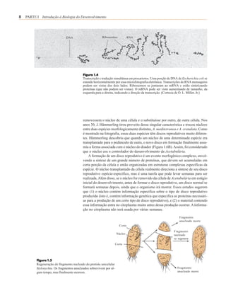8   PARTE I Introdução à Biologia do Desenvolvimento




                               DNA                       Ribossomos            RNA




                                           Figura 1.4
                                           Transcrição e tradução simultânea em procariotos. Uma porção de DNA de Escherichia coli se
                                           estende horizontalmente por essa microfotografia eletrônica. Transcrições de RNA mensageiro
                                           podem ser vistas dos dois lados. Ribossomos se juntaram ao mRNA e estão sintetizando
                                           proteínas (que não podem ser vistas). O mRNA pode ser visto aumentando de tamanho, da
                                           esquerda para a direita, indicando a direção da transcrição. (Cortesia de O. L. Miller, Jr.)




                                           removessem o núcleo de uma célula e o substituísse por outro, de outra célula. Nos
                                           anos 30, J. Hämmerling tirou proveito dessa singular característica e trocou núcleos
                                           entre duas espécies morfologicamente distintas, A. mediterranea e A. crenulata. Como
                                           é mostrado na fotografia, essas duas espécies têm discos reprodutivos muito diferen-
                                           tes. Hämmerling descobriu que quando um núcleo de uma determinada espécie era
                                           transplantado para o pedúnculo de outra, o novo disco em formação finalmente assu-
                                           mia a forma associada com o núcleo do doador (Figura 1.6B). Assim, foi considerado
                                           que o núcleo era o controlador do desenvolvimento da Acetabulária.
                                               A formação de um disco reprodutivo é um evento morfogênico complexo, envol-
                                           vendo a síntese de um grande número de proteínas, que devem ser acumuladas em
                                           certa porção da célula e então organizadas em estruturas complexas específicas da
                                           espécie. O núcleo transplantado da célula realmente direciona a síntese de seu disco
                                           reprodutivo espécie-específico, mas é uma tarefa que pode levar semanas para ser
                                           realizada. Além disso, se o núcleo for removido da célula de Acetabulária em estágio
                                           inicial do desenvolvimento, antes de formar o disco reprodutivo, um disco normal se
                                           formará semanas depois, ainda que o organismo irá morrer. Esses estudos sugerem
                                           que (1) o núcleo contém informação específica sobre o tipo de disco reprodutivo
                                           produzido (isto é, contém informação genética que especifica as proteínas necessári-
                                           as para a produção de um certo tipo de disco reprodutivo), e (2) o material contendo
                                           essa informação entra no citoplasma muito antes dessa produção ocorrer. A informa-
                                           ção no citoplasma não será usada por várias semanas.

                                                                                                                  Fragmento
                                                                                                                  anucleado morre
                                                                       Corte
                                                                                                              Fragmento
                                                                     Núcleo                                   nucleado
                                                                                                              se regenera
                                                                     Corte




          Figura 1.5
          Regeneração do fragmento nucleado do protista unicelular
          Stylonychia. Os fragmentos anucleados sobrevivem por al-                                              Fragmento
          gum tempo, mas finalmente morrem.                                                                     anucleado morre
 