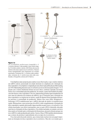 CAPÍTULO 1 Introdução ao Desenvolvimento Animal   9


                                                          (B)
                                   Disco
                                   reprodutivo


(A)

               Disco
               reprodutivo




                              Pedúnculo
                                                          A. crenulata             A. mediterranea
           Pedúnculo                                            Núcleos transplantados


                                                      Núcleo                              Núcleo



                                                                         Rizóide

          Rizóide                  Rizóide

       1 cm                      1 cm                              A estrutura do disco
                                                                   reprodutivo é a do
                                                                     núcleo doador


Figura 1.6
(A) Acetabulária mediterranea (esquerda) e A.
crenulata (direita). Cada unidade é uma célula singu-
lar. O rizóide contém o núcleo. (B) Efeitos da troca de
núcleos entre duas espécies de Acetabulária. Núcleos
foram transplantados para fragmentos de rizóides
anucleados. Estruturas de A. crenulata estão sombre-
adas; estruturas de A. mediterranea não estão som-
breadas. (Fotografias cortesia de H. Harris.)


    Uma hipótese atual, proposta para explicar essas observações, é que o núcleo sintetiza
um mRNA estável, posicionado em estado dormente no citoplasma até a formação do
disco reprodutivo. Essa hipótese é amparada por uma observação publicada por Hämmerling
em 1934. Hämmerling fracionou uma Acetabulária jovem em diversas partes (Figura 1.7). A
porção com o núcleo finalmente formou um novo disco, conforme esperado; da mesma
forma o fez a extremidade apical do pedúnculo. No entanto, a parte intermediária do pedún-
culo não formou o disco reprodutivo. Por isso, Hämmerling postulou (aproximadamente 30
anos antes de sabermos da existência do mRNA), que as instruções para a formação do
disco reprodutivo se originavam no núcleo, sendo de alguma forma guardadas dormen-
tes próximo à extremidade do pedúnculo. Muitos anos mais tarde, Kloppstech e
Schweiger (1975) estabeleceram que o mRNA derivado do núcleo se acumula nessa
região. Ribonuclease, uma enzima que cliva RNA, inibe completamente a formação do
disco reprodutivo quando adicionada à água marinha na qual cresce a Acetabulária. Em
células anucleadas, esse efeito é permanente; uma vez que o RNA é destruído, não pode
mais haver a formação do disco reprodutivo. Em células nucleadas, no entanto, um novo
disco pode ser formado após a eliminação da ribonuclease, presumivelmente porque um
novo mRNA é então produzido pelo núcleo. Garcia e Dazy (1986) também demonstraram
que a síntese da proteína é especialmente ativa no ápice da Acetabulária.
    Fica claro pela discussão anterior, que a transcrição nuclear tem um papel impor-
tante na formação do disco reprodutivo da Acetabulária. Mas deve ser notado que o
 