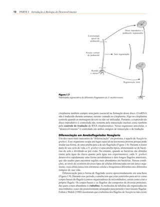 10   PARTE I Introdução à Biologia do Desenvolvimento




                                                                                                         Disco reprodutivo e
                                                                                                       pedúnculo regenerados
                                                                   Extremidade
                                                                      apical do
                                                                     pedúnculo




                                                                 Porção central
                                                                  do pedúnculo                Sem regeneração




                                                                       Rizóide
                                                                      e núcleo



                                                                                                           Regeneração total




                                     Figura 1.7
                                     Habilidade regenerativa de diferentes fragmentos da A. mediterranea




                                     citoplasma também cumpre uma parte essencial na formação desse disco. O mRNA
                                     não é traduzido durante semanas, mesmo estando no citoplasma. Algo no citoplasma
                                     controla quando as mensagens devem ou não ser utilizadas. Portanto, a expressão do
                                     disco reprodutivo é controlada não somente pela transcrição nuclear como também
                                     pelo controle de tradução do RNA citoplasmático. Nesse organismo unicelular, o
                                     “desenvolvimento” é controlado em ambos estágios de transcrição e de tradução.

                                     Diferenciação em Ameboflagelados Naegleria
                                     Um dos casos mais marcantes de “diferenciação” em protistas, é aquele de Naegleria
                                     gruberi. Esse organismo ocupa um lugar especial na taxonomia protista porque pode
                                     mudar sua forma, de uma ameba para a de um flagelado (Figura 1.8). Durante a maior
                                     parte do seu ciclo de vida, a N. gruberi é uma ameba típica, alimentando-se de bacté-
                                     rias do solo e dividindo-se por cisão. No entanto, quando as bactérias são diluídas
                                     (tanto pela água da chuva quanto pela água nos experimentos), cada N. gruberi
                                     desenvolve rapidamente uma forma aerodinâmica e dois longos flagelos anteriores,
                                     que são usados para encontrar regiões mais abundantes em bactérias. Nessas condi-
                                     ções, ao invés de existirem diversos tipos de células diferenciadas em um único orga-
                                     nismo, essa célula única tem estruturas celular e bioquímica diferentes nos diferentes
                                     estágios de sua vida.
                                         Diferenciação para a forma de flagelado ocorre aproximadamente em uma hora
                                     (Figura 1.9). Durante esse período, a ameba tem que criar centríolos para servir como
                                     corpos basais do flagelo (centros organizadores de microtúbulos), assim como criar o
                                     próprio flagelo. Os corpos basais e os flagelos são compostos de diversas proteínas,
                                     das quais a mais abundante é a tubulina. As moléculas de tubulina são organizadas em
                                     microtúbulos; esses são posteriormente arranjados para permitir o movimento flagelar.
                                     Fulton e Walsh (1980) mostraram que a tubulina dos flagelos de Naegleria não existe
 
