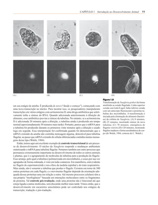 CAPÍTULO 1 Introdução ao Desenvolvimento Animal                   11




(A)                              (B)                              (C)                              (D)

                                                                                          Figura 1.8
                                                                                          Transformação de Naegleria gruberi da forma
em seu estágio de ameba. É produzida de novo (“desde o começo”), começando com            amebóide ao estado flagelado. Linha superior
uma nova transcrição no núcleo. Para mostrar isso, os pesquisadores manipularam           corada com Iodo/Lugol; linha inferior corada
                                                                                          com um anticorpo fluorescente à proteína tu-
transcrições em vários estágios com actinomicina D, uma droga antibiótica que seleti-
                                                                                          bulina dos microtúbulos. A transformação é
vamente inibe a síntese do RNA. Quando adicionada anteriormente à diluição do             iniciada pela eliminação do alimento (bactéri-
alimento, esse antibiótico previne a síntese da tubulina. No entanto, se a actinomicina   as) da colônia de Naegleria. (A) 0 minutos;
D é adicionada 20 minutos após a diluição, a tubulina ainda é produzida em tempo          (B) 25 minutos, mostrando síntese de nova
normal (aproximadamente 30 minutos mais tarde). Portanto, parece que o mRNA para          tubulina; (C) 70 minutos, emergência de
a tubulina foi produzido durante os primeiros vinte minutos após a diluição e usado       flagelos visíveis (D) 120 minutos, mostrando
logo em seguida. Essa interpretação foi confirmada quando foi demonstrado que o           flagelos maduros e forma aerodinâmica do cor-
mRNA extraído da ameba não continha mensagem alguma, detectável para tubulina             po (de Walsh, 1984, cortesia de C. Walsh.)
flagelar, ao passo que mRNA extraído de células diferenciadas continha muitas mensa-
gens desse tipo (Walsh, 1984).
    Então, temos aqui um excelente exemplo de controle transcricional de um proces-
so de desenvolvimento: O núcleo da Naegleria responde a mudanças ambientais
sintetizando o mRNA para tubulina flagelar. Notamos também um outro processo que
permanece extremamente importante no desenvolvimento de todos os outros animais
e plantas, que é o agrupamento de moléculas de tubulina para a produção do flagelo.
Esse arranjo, pelo qual a tubulina é polimerizada em microtúbulos, e esses por sua vez
agrupados de forma ordenada, é visto em toda a natureza. Em mamíferos, está evidente
no flagelo do espermatozóide e nos cílios da medula espinhal e do trato respiratório.
Mais ainda, não é somente a tubulina que produz o flagelo. Existem em torno de 300
outras proteínas em cada flagelo, e o movimento flagelar depende da orientação ade-
quada dessas proteínas uma em relação a outra. Até mesmo processos celulares têm a
sua própria “morfogênese” baseada em interações moleculares entre os fragmentos
de proteína. Tal controle pós-tradução, onde uma proteína não é funcional até que
esteja ligada a outras moléculas, será discutido melhor mais tarde. Vimos então, que o
desenvolvimento em eucariotos unicelulares pode ser controlado nos estágios de
transcrição, tradução e pós-tradução.
 
