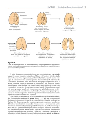 CAPÍTULO 1 Introdução ao Desenvolvimento Animal         13


                  Micronúcleo                                        Fuso
                                                                     meiótico
                    Macronúcleo




                    Ponte
                    citoplasmática
    Dois paramécios                              Micronúcleos passam                                  Todos menos um
        formam                                  por meiose, formando 8                               dos micronúcleos de
  ponte citoplasmática                        núcleos haplóides por célula;                        cada parceiro degeneram
                                               macronúcleos degeneram




 Micronúcleo
 estacionário

  Micronúcleo
   migratório

           Micronúcleo restante se                    Micronúcleos migratórios                  Núcleo diplóide se forma e
     divide para formar um micronúcleo           atravessam a ponte citoplasmática             sofre divisões mitóticas para
        estacionário e um migratório                e fertilizam os micronúcleos              gerar um novo macronúcleo e
                                                      estacionários do parceiro                dois micronúcleos quando os
                                                                                                  paramécios se separam


Figura 1.11
União de paramécios através da ponte citoplasmática, onde dois paramécios podem trocar
material genético, deixando cada um com genes que diferem daqueles com os quais iniciaram o
processo. (Strickberger, 1985.)



    A união desses dois processos distintos, sexo e reprodução, em reprodução
sexual, é visto em eucariotos unicelulares. A Figura 1.12 mostra o ciclo de vida da
Chlamydomonas. Esse organismo é geralmente haplóide, portando apenas uma
cópia de cada cromossomo (como os gametas dos mamíferos). Os indivíduos de
cada espécie, no entanto, estão divididos em dois grupos de parceiros: mais e
menos. Quando se encontram, juntam-se os citoplasmas e seus núcleos se fundem
para formar um zigoto diplóide. Esse zigoto é a única célula diplóide do ciclo de vida
e passará por meiose para formar quatro novas células de Chlamydomonas. Aqui
está uma reprodução sexual, pois cromossomos são realinhados durante as divi-
sões meióticas onde mais indivíduos são formados. Note que nesse tipo de reprodu-
ção sexual protista, os gametas são morfologicamente idênticos e a distinção entre
espermatozóide e óvulo ainda não aconteceu.
    Com a evolução da reprodução sexual, dois importantes avanços foram alcança-
dos. O primeiro é o mecanismo da meiose (Figura 1.13), pelo qual o complemento
diplóide dos cromossomos é reduzido ao estado haplóide (discutido em detalhe no
Capítulo 22). O outro avanço é o mecanismo pelo qual os parceiros reprodutivos
diferentes se reconhecem um ao outro. Em Chlamydomonas, o reconhecimento ocorre
primeiro nas membranas flagelares (Figura 1.14; Bergman et al., 1975; Goodenough e
Weiss, 1975). A aglutinação dos flagelos permite que regiões específicas das membra-
nas celulares se juntem. Esses setores especializados contêm componentes
reprodutivos específicos que permitem a fusão dos citoplasmas. Seguindo-se à
aglutinação, os indivíduos mais iniciam a fusão estendendo um tubo de fertilização.
 