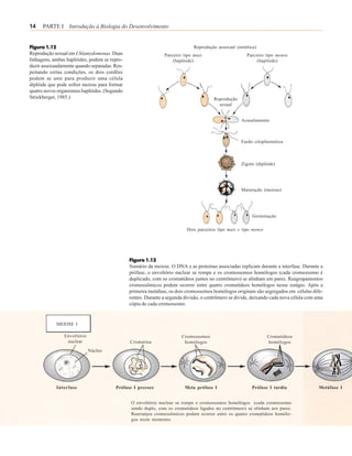 14    PARTE I Introdução à Biologia do Desenvolvimento


Figura 1.12                                                                 Reprodução assexual (mitótica)
Reprodução sexual em Chlamydomonas. Duas                      Parceiro tipo mais                      Parceiro tipo menos
linhagens, ambas haplóides, podem se repro-                       (haplóide)                               (haplóide)
duzir assexuadamente quando separadas. Res-
peitando certas condições, os dois cordões
podem se unir para produzir uma célula
diplóide que pode sofrer meiose para formar
quatro novos organismos haplóides. (Segundo
Strickberger, 1985.)                                                                  Reprodução
                                                                                        sexual


                                                                                                   Acasalamento



                                                                                                   Fusão citoplasmática



                                                                                                   Zigoto (diplóide)




                                                                                                   Maturação (meiose)




                                                                                                        Germinação

                                                                         Dois parceiros tipo mais e tipo menos




                                              Figura 1.13
                                              Sumário da meiose. O DNA e as proteínas associadas replicam durante a interfase. Durante a
                                              prófase, o envoltório nuclear se rompe e os cromossomos homólogos (cada cromossomo é
                                              duplicado, com os cromatídeos juntos no centrômero) se alinham em pares. Reagrupamentos
                                              cromossômicos podem ocorrer entre quatro cromatídeos homólogos nesse estágio. Após a
                                              primeira metáfase, os dois cromossomos homólogos originais são segregados em células dife-
                                              rentes. Durante a segunda divisão, o centrômero se divide, deixando cada nova célula com uma
                                              cópia de cada cromossomo.


              MEIOSE I

                 Envoltório                                           Cromossomos                                Cromatídeos
                  nuclear                     Cromatina                homólogos                                 homólogos
                              Núcleo




              Interfase                Prófase I precoce                Meia prófase I                  Prófase I tardia                Metáfase I


                                              O envoltório nuclear se rompe e cromossomos homólogos (cada cromossomo
                                              sendo duplo, com os cromatídeos ligados no centrômero) se alinham aos pares.
                                              Rearranjos cromossômicos podem ocorrer entre os quatro cromatídeos homólo-
                                              gos neste momento.
 