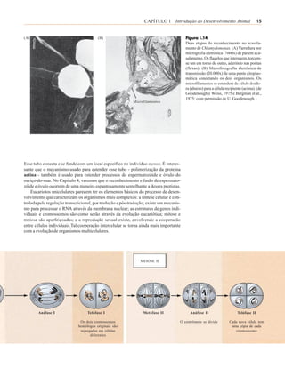 CAPÍTULO 1 Introdução ao Desenvolvimento Animal                       15


(A)                                     (B)                                              Figura 1.14
                                                                                         Duas etapas do reconhecimento no acasala-
                                                                                         mento de Chlamydomonas. (A) Varredura por
                                                                                         micrografia eletrônica (7000x) de par em aca-
                                                                                         salamento. Os flagelos que interagem, torcem-
                                                                                         se um em torno do outro, aderindo nas pontas
                                                                                         (flexas). (B) Microfotografia eletrônica de
                                                                                         transmissão (20.000x) de uma ponte citoplas-
                                                                                         mática conectando os dois organismos. Os
                                                                                         microfilamentos se estendem da célula doado-
                                                                                         ra (abaixo) para a célula recipiente (acima). (de
                                                                                         Goodenough e Weiss, 1975 e Bergman et al.,
                                                                                         1975; com permissão de U. Goodenough.)
                                                            Microfilamentos




Esse tubo conecta e se funde com um local específico no indivíduo menos. É interes-
sante que o mecanismo usado para estender esse tubo - polimerização da proteína
actina - também é usado para estender processos do espermatozóide e óvulo do
ouriço-do-mar. No Capítulo 4, veremos que o reconhecimento e fusão de espermato-
zóide e óvulo ocorrem de uma maneira espantosamente semelhante a desses protistas.
    Eucariotos unicelulares parecem ter os elementos básicos do processo de desen-
volvimento que caracterizam os organismos mais complexos: a síntese celular é con-
trolada pela regulação transcricional, por tradução e pós-tradução; existe um mecanis-
mo para processar o RNA através da membrana nuclear; as estruturas de genes indi-
viduais e cromossomos são como serão através da evolução eucariótica; mitose e
meiose são aperfeiçoadas; e a reprodução sexual existe, envolvendo a cooperação
entre células individuais.Tal cooperação intercelular se torna ainda mais importante
com a evolução de organismos multicelulares.




                                                                MEIOSE II




       Anáfase I                   Telófase I                    Metáfase II               Anáfase II                     Telófase II

                              Os dois cromossomos                                    O centrômero se divide          Cada nova célula tem
                             homólogos originais são                                                                  uma cópia de cada
                              segregados em células                                                                     cromossomo
                                    diferentes
 