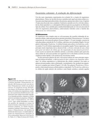 16    PARTE I Introdução à Biologia do Desenvolvimento


                                                 Eucariotos coloniais: A evolução da diferenciação
                                                 Um dos mais importantes experimentos da evolução foi a criação de organismos
                                                 pluricelulares. Parece ter havido diversos caminhos pelo qual uma única célula evo-
                                                 luiu para uma disposição pluricelular; discutiremos apenas dois deles (veja o Capítulo
                                                 23 para uma discussão mais completa). O primeiro caminho envolve a divisão ordena-
                                                 da da célula reprodutiva e a subseqüente diferenciação da sua progênie em diferentes
                                                 tipos de células. Esse caminho para a multicelularidade pode ser visto em uma notável
                                                 série de organismos pluricelulares, coletivamente referidos como a família das
                                                 Volvocaceas ou volvocaceanas.

                                                 As Volvocaceanas
                                                 Os organismos mais simples entre as volvocaceanas são reuniões ordenadas de nu-
                                                 merosas células, cada uma parecida ao protista unicelular Chlamydomonas. Um único
                                                 organismo de volvocacea do gênero Gonium (Figura 1.15), por exemplo, consiste de
                                                 uma placa plana contendo de 4 a 16 células, cada uma com seu próprio flagelo. Em um
                                                 gênero relacionado, Pandorina, 16 células formam uma esfera; e no Eudorina, a esfe-
                                                 ra contém 32 ou 64 células organizadas em um padrão regular. Nesses organismos, um
                                                 princípio muito importante tem-se desenvolvido: a divisão ordenada de uma célula
                                                 para gerar um número de células que são organizadas de uma maneira previsível.
                                                 Como ocorre na maioria dos embriões animais, as divisões celulares pelo qual uma
                                                 única célula de volvocacea produz um organismo de 4 a 64 células ocorrem em uma
                                                 seqüência muito rápida e com ausência de crescimento celular.
                                                     Os dois próximos gêneros da série volvocacea exibem um outro princípio impor-
                                                 tante do desenvolvimento: a diferenciação de tipos celulares em organismo indivi-
                                                 dual. As células reprodutivas se diferenciam das células somáticas. Em todos os
                                                 gêneros já mencionados, toda a célula pode, e normalmente o faz, produzir um organis-
                                                 mo novo completo por mitose (Figura 1.16 A,B). Nos gêneros Pleodorina e Volvox,
                                                 porém, relativamente poucas células podem se reproduzir. Na Pleodorina californica,
                                                 as células da região anterior são restritas à uma função somática; somente aquelas




Figura 1.15
Representante da ordem dos Volvocales. (A)
o protista unicelular Chlamydomonas rei-
nhardtii. (B) Gonium pectorale com oito cé-
lulas Chlamydomonas-símiles em um disco
convexo. (C) Pandorina morum. (D) Eudo-
rina elegans. (E) Pleodorina californica. Aqui
todas as 64 células são originalmente simila-
res, mas as posteriores desdiferenciam e redi-   (A)                         (B)                           (C)
ferenciam como células assexuadas reprodu-
tivas chamadas gonídios, enquanto as células
anteriores permanecem pequenas e biflagela-
das, como o Chlamydomonas. (F) Volvox
carteri. Aqui, células destinadas a se torna-
rem gonídios são separadas no começo do
desenvolvimento e nunca desenvolvem carac-
terísticas somáticas. As células menores,
somáticas, lembram Chlamydomonas. Todas,
menos o Chlamydomonas, são membros da
família das Volvocaceas. A complexidade au-
menta do Chlamydomonas unicelular ao
Volvox pluricelular. Barra em A é de 5µm; B-
D, 25µm; E, F, 50µm (Cortesia de D. Kirk.)       (D)                         (E)                           (F)
 