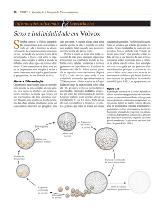 18    PARTE I Introdução à Biologia do Desenvolvimento



 Informações adicionais
                                                 &         Especulações

Sexo e Individulidade em Volvox
S      imples como é, o Volvox comparti-
       lha muitos traços que caracterizam o
       ciclo de vida e histórico de desen-
volvimento de organismos muito mais com-
                                                são parentes. A morte chega para uma
                                                ameba apenas se ela é ingerida ou sofre
                                                um acidente fatal; quando isso acontece,
                                                a célula morta não deixa prole.
                                                                                                conjunto de gonídios. No fim da clivagem,
                                                                                                todas as células que estarão presentes no
                                                                                                adulto, foram produzidas de cada um dos
                                                                                                gonídios. Mas o embrião está “virado de
plexos, incluindo nós mesmos. Como já foi           Porém, a morte se torna uma parte es-       dentro para fora”: seus gonídios estão do
mencionado, o Volvox está entre os orga-        sencial da vida para qualquer organismo         lado de fora e os flagelos de suas células
nismos mais simples a exibir a divisão de       pluricelular que estabelece divisão de tra-     somáticas estão apontando para o interi-
trabalho entre dois tipos de células dife-      balho entre células somáticas e células         or da esfera oca de células. Essa condição
rentes. Como conseqüência disso, está en-       germinativas (reprodutivas). Considere o        adversa é corrigida por um processo cha-
tre os organismos mais simples a incluir a      histórico de vida do Volvox carteri quan-       mado inversão, pelo qual o embrião se vira
morte como uma parte regular, geneticamen-      do se reproduz assexuadamente (Figura           com o lado certo para fora através de
te programada, da sua história de vida.         1.17). Cada adulto assexuado é um               movimentos celulares que fazem lembrar
                                                esferóide contendo aproximadamente              movimentos de gastrulação no embrião
Morte e Diferenciação                           2000 pequenas células somáticas biflage-        animal (Figura 1.18). Um agrupamento de
Organismos unicelulares que se reprodu-         ladas ao longo de sua periferia e por volta
zem através de uma simples divisão celu-        de 16 grandes células reprodutivas              Figura 1.17
lar, tais como as amebas, são potencial-        assexuadas, chamadas gonídios, dispos-          Reprodução assexual em V. carteri. Quando as
mente imortais. A ameba que vemos sob           tas em umas das extremidades do interior.       células reprodutivas (gonídios) estão maduras,
um microscópio não tem ancestrais mor-          Quando maduro, cada gonídio divide-se           entram em um estado semelhante à clivagem do
tos! Quando uma ameba se divide, nenhu-         rapidamente 11 ou 12 vezes. Parte dessa         desenvolvimento embrionário para produzir se-
ma das duas células resultantes pode ser        divisão é assimétrica e produz as 16 célu-      res juvenis dentro do adulto. Através de uma
considerada ancestral ou progênie; elas         las grandes que irão se tornar um novo          série de movimentos celulares semelhantes à
                                                                                                gastrulação, o volvox embrionário se inverte e é
                                                                                                finalmente liberado do progenitor. As células
                                                                                                somáticas do progenitor, sem gonídios, passam
                                                                                                por senescência e morrem, enquanto a colônia
                                                                                                juvenil amadurece. O ciclo sexual total dura dois
                                                                    Expansão
                                                                                                dias. (Segundo Kirk, 1988.)
                                                                    de adultos
                     Embriogênese                                   e juvenis

                                                     Adulto com
                                                       juvenis
                     Adulto com
                     gonídios maduros




Maturação
dos gonídios                                                                                  Expansão continuada
                                                                                              da matriz extracelular




                        Expansão                                                                   Morte de células
                       continuada                                                               somáticas - progenitores
                        de juvenis
                                        Liberação
                                        de juvenis
 