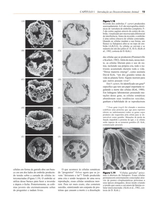CAPÍTULO 1 Introdução ao Desenvolvimento Animal                      19


        (A)                                  (F)                                          Figura 1.18
                                                                                          Inversão dos embriões V. carteri produzidos
                                                                                          assexuadamente. A-E são micrografias eletrô-
                                                                                          nicas de varredura de embriões completos. F-
                                                                                          J são cortes sagitais através do centro do em-
                                                                                          brião, visualizado por microscopia diferencial
                                                                                          de interferência. Antes da inversão, o embrião
                                                                                          é uma esfera côncava de células conectadas.
                                                                                          Quando as células mudam a sua forma, um
                                                                                          buraco (o fialoporo) abre-se no topo do em-
                                                                                          brião (A,B,F,G). As células se curvam e se
                                                                                          reúnem em um dos pólos (C-E, H-J). (Kirk et
        (B)                                  (G)                                          al., 1982, cortesia de D. Kirk.)

                                                                                          das células que as produzem (Pommerville
                                                                                          e Kochert, 1982). Além do mais, nessa mor-
                                                                                          te, as células liberam para o uso de ou-
                                                                                          tras, incluindo sua própria cria, todo o nu-
                                                                                          triente acumulado durante toda a vida.
                                                                                          “Dessa maneira emerge”, como assinala
                                                                                          David Kirk, “um dos grandes temas da
                                                                                          vida no planeta Terra: Alguns morrem para
        (C)                                  (H)
                                                                                          que outros possam viver”.
                                                                                              Em V. carteri, foi identificado um gene*
                                                                                          específico que tem um papel importante re-
                                                                                          gulando a morte das células (Kirk, 1988).
                                                                                          Em linhagens laboratoriais possuindo mu-
                                                                                          tações desse gene, as células somáticas
                                                                                          abandonam suas tendências suicidas,
                                                                                          ganham a habilidade de se reproduzirem

        (D)                                  (I)                                              * Esse gene (regA) foi clonado e mostrou
                                                                                          codificar uma proteína que age para reprimir
                                                                                          (direta ou indiretamente) todos os genes cujos
                                                                                          produtos são requeridos pela célula para se de-
                                                                                          senvolver como gonídio. Mutações de perda da
                                                                                          função impedirão a proteína de agir, e as células
                                                                                          serão capazes de se tornarem gonídios (D. Kirk,
                                                                                          comunicação pessoal).




        (E)                                  (J)




células em forma de garrafa abre um bura-        O que acontece às células somáticas
co em um dos lados do embrião produzin-      do “progenitor” Volvox agora que as jo-      Figura 1.19       “Células garrafas” próxi-
do tensão sobre a camada de células in-      vens “deixaram o lar”? Tendo produzido       mas à abertura do fialoporo. Essas células
terconectadas (Figura 1.19). O embrião se    uma cria e sendo incapazes de uma nova       permanecem estreitamente conectadas atra-
utiliza desse buraco para fazer a inversão   reprodução, essas células somáticas mor-     vés de pontes citoplasmáticas próximas a
                                                                                          seus ápices alongados, desse modo criando
e depois o fecha. Posteriormente, as colô-   rem. Para ser mais exato, elas cometem       a tensão que causa a curvatura da lâmina ce-
nias juvenis são enzimaticamente soltas      suicídio, sintetizando um conjunto de pro-   lular interconectada. ( Kirk et al., 1982, cor-
do progenitor e nadam livres.                teínas que causam a morte e a dissolução     tesia de D. Kirk.)
 