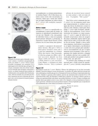 20    PARTE I Introdução à Biologia do Desenvolvimento


(A)                                               assexuadamente e se tornam potencialmen-           advento da inevitável morte natural
                                                  te imortais (Figura 1.20). O fato desses mu-       no reino animal, e tudo em nome do
                                                  tantes nunca terem sido encontrados na             sexo. ”E pergunta: “Vale a pena?”
                                                  natureza, indica que a morte das células
                                                  tem um papel importante na sobrevivência            Para Volvox carteri, certamente que sim.
                                                  do V. carteri sob condições naturais.          V. carteri vive em pequenas poças rasas
                                                  [intro2.html]                                  que temporariamente se enchem com as
                                                                                                 águas das chuvas da primavera e secam no
                                                  Entra o sexo                                   calor do verão. Durante a maior parte desse
                                                  Mesmo o V. carteri se reproduzindo as-         tempo, V. carteri nada livremente, reprodu-
                                                  sexuadamente a maior parte do tempo, na        zindo-se assexuadamente. Esses volvox
(B)
                                                  natureza se reproduzem sexualmente uma         morreriam em minutos se a poça secasse,
                                                  vez por ano. Quando o faz, uma geração         mas o V. carteri é capaz de sobreviver se
                                                  de indivíduos morre, e uma nova geração        tornando sexual pouco antes da secagem
                                                  geneticamente diferente é produzida. O         das poças, produzindo zigotos inativos que
                                                  naturalista Joseph Wood Krutch (1956)          sobrevivem ao calor e à seca do alto verão e
                                                  colocou isso de uma forma mais poética:        ao frio do inverno. Quando a chuva enche
                                                                                                 esses pequenos reservatórios na primave-
                                                     A ameba e o paramécio são potencial-        ra, os zigotos interrompem a sua dormência
                                                     mente imortais...Mas para o Volvox a        e criam uma nova geração para reproduzi-
                                                     morte parece inevitável, assim como o       rem-se assexuadamente até que as águas
                                                     é para um camundongo ou o homem.            ameacem secar novamente. Como esses or-
                                                     Volvox deve morrer, como Leeuwenko-         ganismos tão simples prevêem a chegada
                                                     ek observou, porque teve filhos e não é     de condições adversas com acuidade sufi-
Figura 1.20                                          mais necessário. Quando sua hora            ciente para produzir uma geração sexual no
Mutação de um único gene (chamado regene-            chegar, tomba em silêncio, vai para         tempo certo, ano após ano?
rador somático A) elimina a programação de           o fundo juntar-se a seus ancestrais.             O estímulo para mudança do modo
morte em células V. carteri. Volvox recém-           Como Hegner, o zoologista de Johns          assexual para o modo sexual de reprodu-
eclodido carregando essa mutação (A) é               Hopkins, escreveu, “Esse é o primeiro       ção em V. carteri é devido a uma proteína
indistinguível do esferóide tipo-selvagem. No
entanto, momentos antes das células somáti-       Figura 1.21
cas do esferóide tipo-selvagem começarem a        Reprodução sexual em V. carteri. Machos e fêmeas são indistiguíveis na sua fase assexuada.
morrer, as células somáticas desse mutante se     Quando a proteína indutora sexual está presente, os gonídios de ambos parceiros passam por
rediferenciam como gonídios (B). Finalmente,      uma embriogênese modificada que leva à formação de óvulos nas fêmeas e espermatozóides nos
cada célula do mutante irá se dividir para for-   machos. Quando os gametas estão maduros, pacotes de espermatozóide (contendo 64 ou 128
mar ( regenerar) um novo esferóide que irá re-    espermatozóides cada), são liberados e nadam para as fêmeas. Ao alcançar a fêmea o pacote se
petir esse ciclo do desenvolvimento potenci-      rompe em espermatozóides individuais, que podem fertilizar os óvulos. O zigoto resultante tem
almente imortal.                                  paredes duras que podem resistir à seca, calor e frio. Quando as chuvas da primavera fazem o
                                                  zigoto germinar, sofrendo meiose para produzir machos e fêmeas haplóides que se reproduzem
                                                  assexuadamente até o calor induzir novamente o ciclo sexual.
                                                                                                       Pacotes de esperma-
                                                      Desenvolvimento                                  tozóide
                                                      sexual de gonídios

                                Indutor
                                 sexual

                                                                  Espermatozóide

          Macho assexuado                      Desenvolvimento embrionário               Macho sexuado
                                 Gonídio      modificado dos gonídios resultando
                                                  em produção de gametas
                                                                                                          Óvulos

                                Indutor
                                                                                                                                    Zigotos
                                 sexual

                                                                           Óvulo

          Fêmea assexuada                                                                 Fêmea sexuada
                                                        Meiose e germinação
 