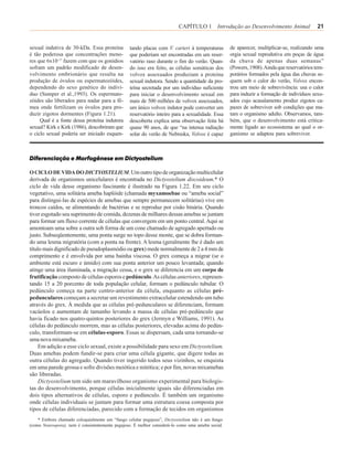 CAPÍTULO 1 Introdução ao Desenvolvimento Animal                   21


sexual indutiva de 30-kDa. Essa proteína         tando placas com V. carteri à temperaturas        de aparecer, multiplicar-se, realizando uma
é tão poderosa que concentrações meno-           que poderiam ser encontradas em um reser-         orgia sexual reprodutiva em poças de água
res que 6x10-17 fazem com que os gonídios        vatório raso durante o fim do verão. Quan-        da chuva de apenas duas semanas”
sofram um padrão modificado de desen-            do isso era feito, as células somáticas dos       (Powers, 1908). Ainda que reservatórios tem-
volvimento embrionário que resulta na            volvox assexuados produziam a proteína            porários formados pela água das chuvas se-
produção de óvulos ou espermatozóides,           sexual indutora. Sendo a quantidade da pro-       quem sob o calor do verão, Volvox encon-
dependendo do sexo genético do indiví-           teína secretada por um indivíduo suficiente       trou um meio de sobrevivência: usa o calor
duo (Sumper et al.,1993). Os espermato-          para iniciar o desenvolvimento sexual em          para induzir a formação de indivíduos sexu-
zóides são liberados para nadar para a fê-       mais de 500 milhões de volvox assexuados,         ados cujo acasalamento produz zigotos ca-
mea onde fertilizam os óvulos para pro-          um único volvox indutor pode converter um         pazes de sobreviver sob condições que ma-
duzir zigotos dormentes (Figura 1.21).           reservatório inteiro para a sexualidade. Essa     tam o organismo adulto. Observamos, tam-
     Qual é a fonte dessa proteína indutora      descoberta explica uma observação feita há        bém, que o desenvolvimento está critica-
sexual? Kirk e Kirk (1986), descobriram que      quase 90 anos, de que “na intensa radiação        mente ligado ao ecossistema ao qual o or-
o ciclo sexual poderia ser iniciado esquen-      solar do verão de Nebraska, Volvox é capaz        ganismo se adaptou para sobreviver.



Diferenciação e Morfogênese em Dictyostelium

O CICLO DE VIDA DO DICTYOSTELIUM. Um outro tipo de organização multicelular
derivada de organismos unicelulares é encontrada no Dictyostelium discoideum.* O
ciclo de vida desse organismo fascinante é ilustrado na Figura 1.22. Em seu ciclo
vegetativo, uma solitária ameba haplóide (chamada myxamoebae ou “ameba social”
para distingui-las de espécies de amebas que sempre permanecem solitárias) vive em
troncos caídos, se alimentando de bactérias e se reproduz por cisão binária. Quando
tiver esgotado seu suprimento de comida, dezenas de milhares dessas amebas se juntam
para formar um fluxo corrente de células que convergem em um ponto central. Aqui se
amontoam uma sobre a outra sob forma de um cone chamado de agregado apertado ou
justo. Subseqüentemente, uma ponta surge no topo desse monte, que se dobra forman-
do uma lesma migratória (com a ponta na frente). A lesma (geralmente lhe é dado um
título mais dignificado de pseudoplasmódio ou grex) mede normalmente de 2 a 4 mm de
comprimento e é envolvida por uma bainha viscosa. O grex começa a migrar (se o
ambiente está escuro e úmido) com sua ponta anterior um pouco levantada; quando
atinge uma área iluminada, a migração cessa, e o grex se diferencia em um corpo de
frutificação composto de células esporos e pedúnculo. As células anteriores, represen-
tando 15 a 20 porcento de toda população celular, formam o pedúnculo tubular. O
pedúnculo começa na parte centro-anterior da célula, enquanto as células pré-
pedunculares começam a secretar um revestimento extracelular estendendo um tubo
através do grex. À medida que as células pré-pedunculares se diferenciam, formam
vacúolos e aumentam de tamanho levando a massa de células pré-pedúnculo que
havia ficado nos quatro-quintos posteriores do grex (Jermyn e Williams, 1991). As
células do pedúnculo morrem, mas as células posteriores, elevadas acima do pedún-
culo, transformam-se em células-esporo. Essas se dispersam, cada uma tornando-se
uma nova mixameba.
     Em adição a esse ciclo sexual, existe a possibilidade para sexo em Dictyostelium.
Duas amebas podem fundir-se para criar uma célula gigante, que digere todas as
outra células do agregado. Quando tiver ingerido todos seus vizinhos, se enquista
em uma parede grossa e sofre divisões meiótica e mitótica; e por fim, novas mixamebas
são liberadas.
     Dictyostelium tem sido um maravilhoso organismo experimental para biologis-
tas do desenvolvimento, porque células inicialmente iguais são diferenciadas em
dois tipos alternativos de células, esporo e pedúnculo. É também um organismo
onde células individuais se juntam para formar uma estrutura coesa composta por
tipos de células diferenciadas, parecido com a formação de tecidos em organismos
    * Embora chamado coloquialmente um “fungo celular pegajoso”, Dictyostelium não é um fungo
(como Neurospora), nem é consistentemente pegajoso. É melhor considerá-lo como uma ameba social.
 