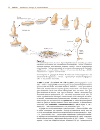 22   PARTE I Introdução à Biologia do Desenvolvimento




           Lesma
           (Pseudoplasmódio; grex)


                                                   15 h
                                                                       16 h
                            14 h
                                                                                         17 h
                                                                                   CULMINAÇÃO             20 h
                   MIGRAÇÃO




           12 h


                                                                                                Esporos
                                                                                                                             23 h


        10 h
                                                           AGREGAÇÃO
                                                                                          Mixamebas              Fluxos
                     9 h                                                                                         celulares
                           Corpo de frutificação                                                                 maduro


                                                     6 h
                                                                                                                     24h
                                              Figura 1.22
                                              Ciclo vital de Dictyostelium discoideum. Esporos haplóides originam mixamebas, que podem
                                              reproduzir-se assexualmente para formar mais mixamebas haplóides. A medida que diminui o
                                              suprimento alimentar, ocorre agregação em pontos centrais, e forma-se um agregado de
                                              pseudoplasmódio. Finalmente, esse pára de se movimentar e forma um corpo de frutificação
                                              que libera mais esporos. Os números referem-se às horas decorridas desde que a diluição
                                              nutricional iniciou a seqüência desenvolvimental.

                                              mais complexos. A agregação de milhares de amebas em um único organismo é um
                                              feito incrível de organização e convida à experimentação para resolver perguntas
                                              sobre os mecanismos envolvidos.

                                              AGREGAÇÃO DE CÉLULAS DE DICTYOSTELIUM. A primeira pergunta é: O que
                                              induz a ameba a se agregar? Microcinematografia de espaçamento temporal mostrou
                                              que não ocorre movimento direcionado durante as primeiras 4-5 horas após carência
                                              nutricional. Durante as 5 horas seguintes, porém, as células são vistas mover-se por
                                              aproximadamente 20µm / min durante 100 segundos. Esse movimento cessa após
                                              aproximadamente 4 minutos, e em seguida recomeça. Embora o movimento seja
                                              direcionado para um ponto central, não é um simples movimento radial. Antes, as
                                              células se juntam umas às outras para formar correntes; essas convergem em corren-
                                              tes maiores, e finalmente todas se juntam no centro. Bonner (1947) e Shaffer (1953)
                                              mostraram que esse movimento é devido à quimiotaxia: as células são guiadas para os
                                              centros de agregação por uma substância solúvel. Essa substância foi posteriormente
                                              identificada como adenosina 3’,5’ monofosfato cíclico (cAMP) (Konijn et al., 1967;
                                              Bonner et al., 1969), cuja estrutura química está mostrada na Figura 1.23A.
                                                  A agregação é iniciada à medida que cada célula começa a sintetizar o cAMP. Não
                                              há células “dominantes” que começam a secreção ou controlam as outras. Antes, os
                                              locais de agregação são determinados pela distribuição das amebas (Keller e Segal,
                                              1970; Tyson e Murray, 1989). Células vizinhas respondem ao cAMP de duas maneiras:
                                              ou iniciando sua movimentação de acordo com as pulsações de cAMP, ou acompa-
                                              nhando a liberação de seu cAMP próprio (Robertson et al., 1972; Shaffer, 1975). Em
                                              seguida, a células não respondem mais aos pulsos de cAMP por vários minutos. O
 