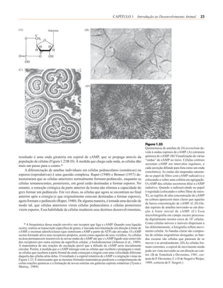 CAPÍTULO 1 Introdução ao Desenvolvimento Animal                        23


(A)                    Adenina                      (B)




(C)




                                                    (D)




                                                                                                    Figura 1.23
                                                                                                    Quimiotaxia de amebas de Dictyostelium de-
                                                                                                    vida à ondas espirais de cAMP. (A) estrutura
resultado é uma onda giratória em espiral de cAMP, que se propaga através da                        química do cAMP. (B) Visualização de várias
população de células (Figura 1.23B-D). À medida que chega cada onda, as células dão                 “ondas” de cAMP no meio. Células centrais
                                                                                                    secretam cAMP em intervalos regulares, e
mais um passo para o centro.*
                                                                                                    cada secreção difunde para fora como um onda
    A diferenciação de amebas individuais em células pedunculares (somáticas) ou                    concêntrica. As ondas são mapeadas saturan-
esporos (reprodutivas) é uma questão complexa. Raper (1940) e Bonner (1957) de-                     do-se papel de filtro com cAMP radioativo e
monstraram que as células anteriores normalmente formam pedúnculo, enquanto as                      colocando-o sobre uma colônia em agregação.
células remanescentes, posteriores, em geral estão destinadas a formar esporos. No                  O cAMP das células secretoras dilui o cAMP
entanto, a remoção cirúrgica da parte anterior da lesma não elimina a capacidade do                 radiativo. Quando a radioatividade no papel
grex formar um pedúnculo. Em vez disso, as células que agora se encontram no final                  é registada (colocando-o sobre filme de raios-
anterior após a cirurgia (e que originalmente estavam destinadas a formar esporos),                 X), as regiões de alta concentração de cAMP
agora formam o pedúnculo (Raper, 1940). De alguma maneira, é tomada uma decisão de                  na cultura aparecem mais claras que aquelas
                                                                                                    de baixa concentração de cAMP. (C,D) On-
modo tal, que células anteriores virem células pedunculares e células posteriores
                                                                                                    das espirais de amebas movendo-se em dire-
virem esporos. Essa habilidade de células mudarem seus destinos desenvolvimentais,                  ção à fonte inicial de cAMP. (C) Essa
                                                                                                    microfotografia em campo escuro processa-
                                                                                                    da digitalmente mostra cerca de 107 células.
    * A bioquímica dessa reação envolve um receptor que liga o cAMP. Quando essa ligação            Como células móveis e imóveis dispersam a
ocorre, realiza-se transcrição específica de genes, é iniciada movimentação em direção à fonte de   luz diferentemente, a fotografia reflete movi-
cAMP, e enzimas adenilciclases (que sintetizam cAMP a partir de ATP) são ativadas. O cAMP           mento celular. As bandas claras são compos-
recém-formado ativa seus receptores próprios, assim como aqueles de seus vizinhos. As células       tas de células migratórias alongadas; as ban-
na área permanecem insensíveis às novas ondas de cAMP até que o cAMP ligado seja removido           das escuras são células que pararam de se
dos receptores por outra enzima da superfície celular, a fosfodiesterase (Johnson et al., 1989).    mover e se arredondaram. (D) As células for-
A matemática de tais reações de oscilação prevê que a difusão de cAMP seria inicialmente            mam correntes, a espiral de movimento ainda
circular. Porém, à medida que o cAMP interage com as células que recebem e propagam o sinal,        pode ser vista movendo-se em direção ao cen-
as células que recebem a parte frontal da onda começam a migrar com uma velocidade diferente
daquela das células atrás delas. O resultado é a espiral rotatória de cAMP e a migração vistas na   tro. (B de Tomchick e Devreotes, 1981, cor-
Figura 1.23. É interessante que as mesmas fórmulas matemáticas predizem o comportamento de          tesia de P. Devreotes; C e D de Siegert e Weijer,
certas reações químicas e a formação de novas estrelas em galáxias espirais rotatórias (Tyson e     1989, cortesia de F. Siegert.)
Murray, 1989).
 